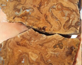 pair of stromatolite slabs. Lapidary rough. Stone slabs.