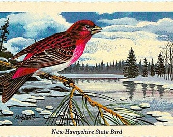 Vintage New Hampshire Postcard - Purple Finch ... State Bird of New Hampshire -- Artist Signed, Ken Haag (Unused)