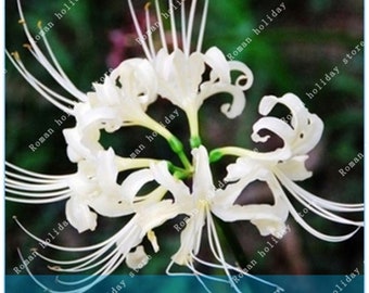 2 Bulbs Lycoris Bulbs Lycoris Radiata (Not Seeds) -Variety 2