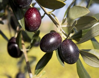 Free shipping! 10 OLIVE TREE (Olea Europaea ) Seeds!