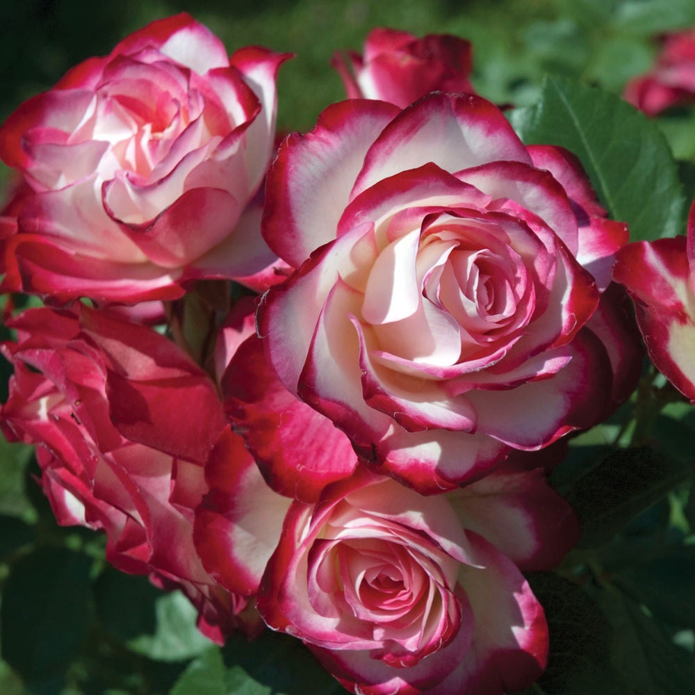 Cherry Parfait ™ Rose Bush Repeat Blooming Fragrant Shrub
