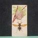 Vintage Hornet Flash Card Insect Color Illustration Paper Ephemera Art Decor Nature Bugs Collage Crafts Supply