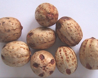 10 Choerospondias axillaris Seeds, Lapsi Seeds
