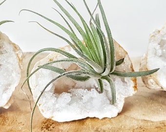 Tillandsia Air Plant and Crystal Quartz Geode ~ 528