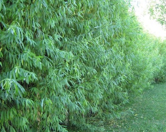 10 Austree Hybrid Willow Trees - Ready to Plant - Fast Growing Tree - Up to 12 feet in the first Year
