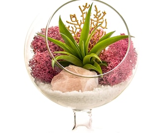 Air Plant Terrarium with Rose Quartz / 4" Round Glass Pedestal / Angel's Garden