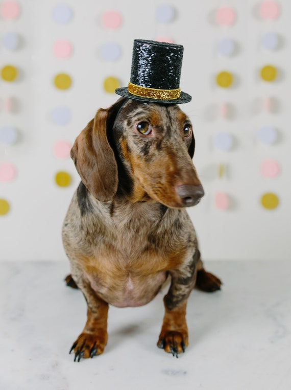 Dog Top Hat || Dog Gift || Pet Birthday Party Outfit || Pet Puppy Cat Kitten || Kitty Pig Birthday Crown |