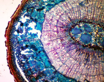 Beautifully Colored Microscopic Plant Stem 160x Magnification - Plant under a Microscope Scientific Photo Print - Biology Image