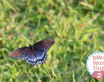 Butterfly rests in front a vibrant field of green grass // Nature photography (digital download)