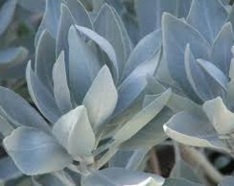 White Sage Seeds, For Native Smudging Bundle,Salvia apiana, Herb Plant, Perennial Plant, Lovely Contrasting Color, Ceremonial Plant