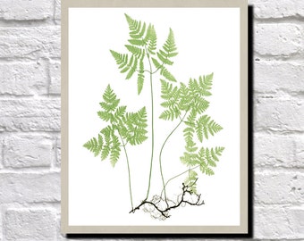 Fern Illustration, Fern Print, Antique Botanical Print, Vintage Plant illustration, Fern Wall Art, Gymnocarpium Dryopteris, 0499
