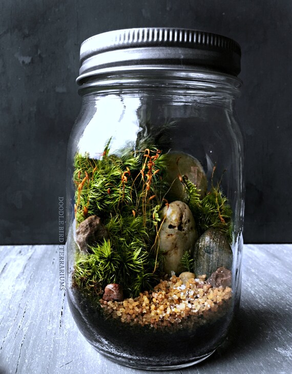 SALE Ready Made Woodland Terrarium in Glass Mason Jar