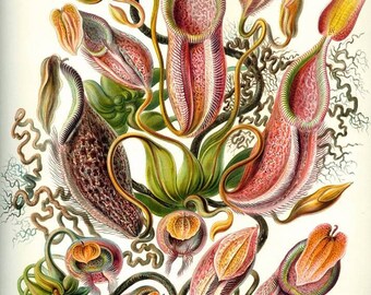 Instant Download Haeckel Nepenthaceae Pitcher Plants Monkey Cups You Print Digital Image