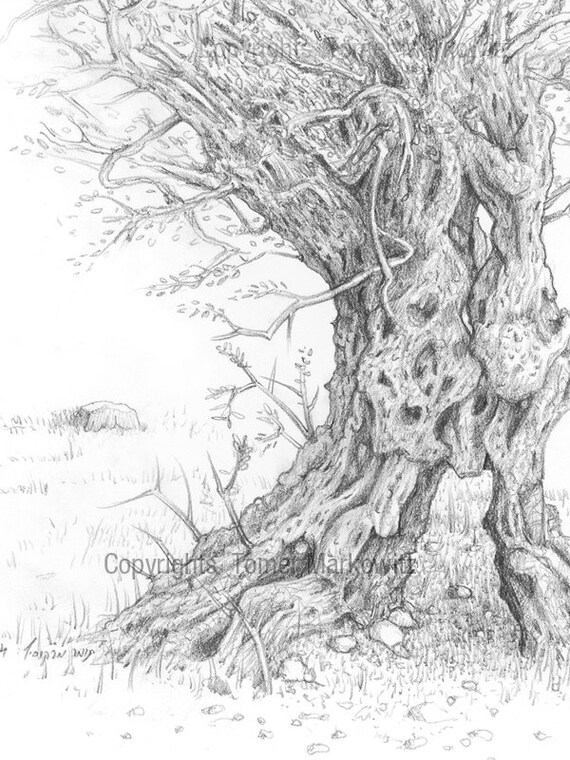 Olive tree pencil drawing high quality print