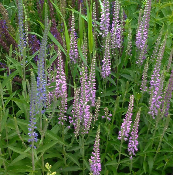 Veronica Flower Seeds Spike Speedwell Mix Excellent Cut