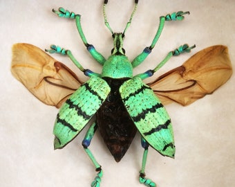 Real weevil framed - Eupholus shoenherri petiti