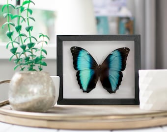 Real framed butterfly: Morpho achilles // blue morpho butterfly