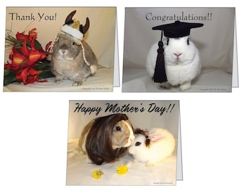 This is a pack of 3 Greeting Cards.