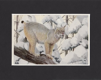 Canada Lynx Print 1916 by Louis Agassiz Fuertes Vintage Mounted Bookplate Picture with Mat Canadian Lynx Picture Lynx Cat Print