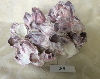 Large Ocean Barnicle Cluster 23