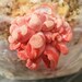 Pink Oyster Grow Kit