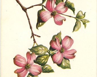 Flowering Dogwood Vintage Botanical Postcard by Kathleen Cassel circa 1960s
