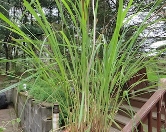 FRESH LEMON GRASS Dried Lemon Grass Crafting Lemon Grass Cooking lemon Grass Herb