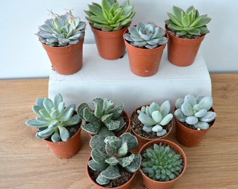 Mini succulents - Wedding favours - Fairy garden - Succulents - Succulent plants - Wedding succulent - Office succulent - Echeveria - Plants