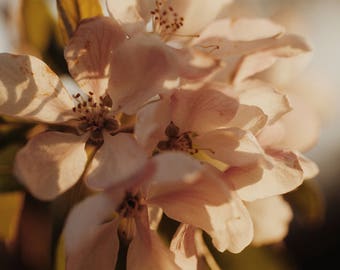 Blossom Flower Print