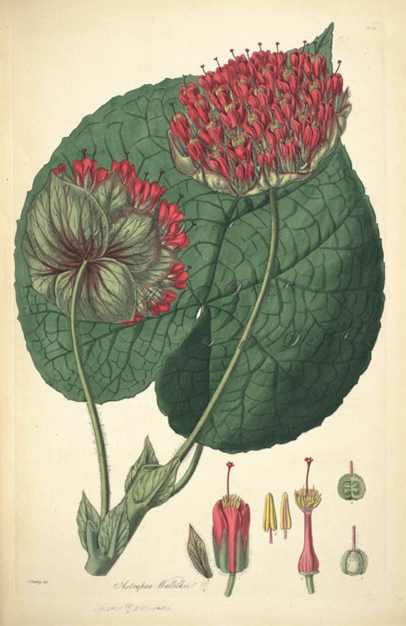 antique botanical print