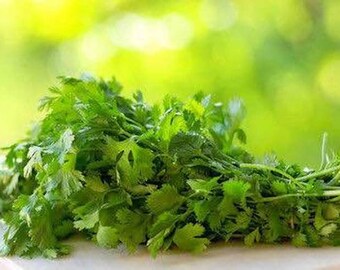 Genesis Cilantro 1,000+ Seeds - Bulk Herb Seeds - Canada - 25 Grams