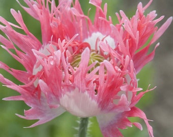 Poppy 'Pink Fizz' Seeds /Papaver somniferum seeds