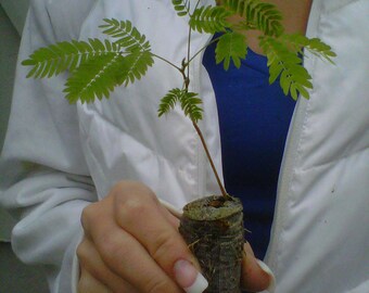 Mimosa Tree Seedlings - Albizia julibrissin - starter plugs