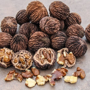 5 Pounds Black Walnuts In-Shell Hulled Raw 2017 Crop Grown Missouri 100+ Nuts - Crafts, Squirrel Food, Snack, Baking and More!