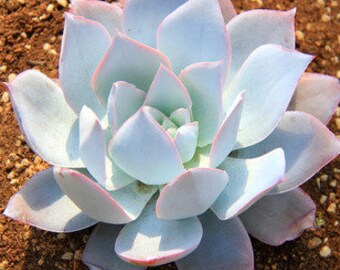 Echeveria Cante, rare succulent, 10 seeds