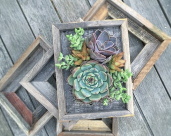 Vertical Succulent Garden