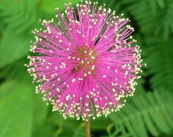 50 sensitive plant seeds Mimosa Pudica Fun * easy grow * CombSH D25