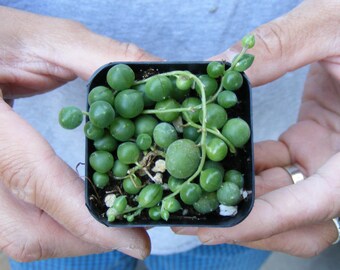 String of Pearls Senecio rowleyanus 2 inch pot