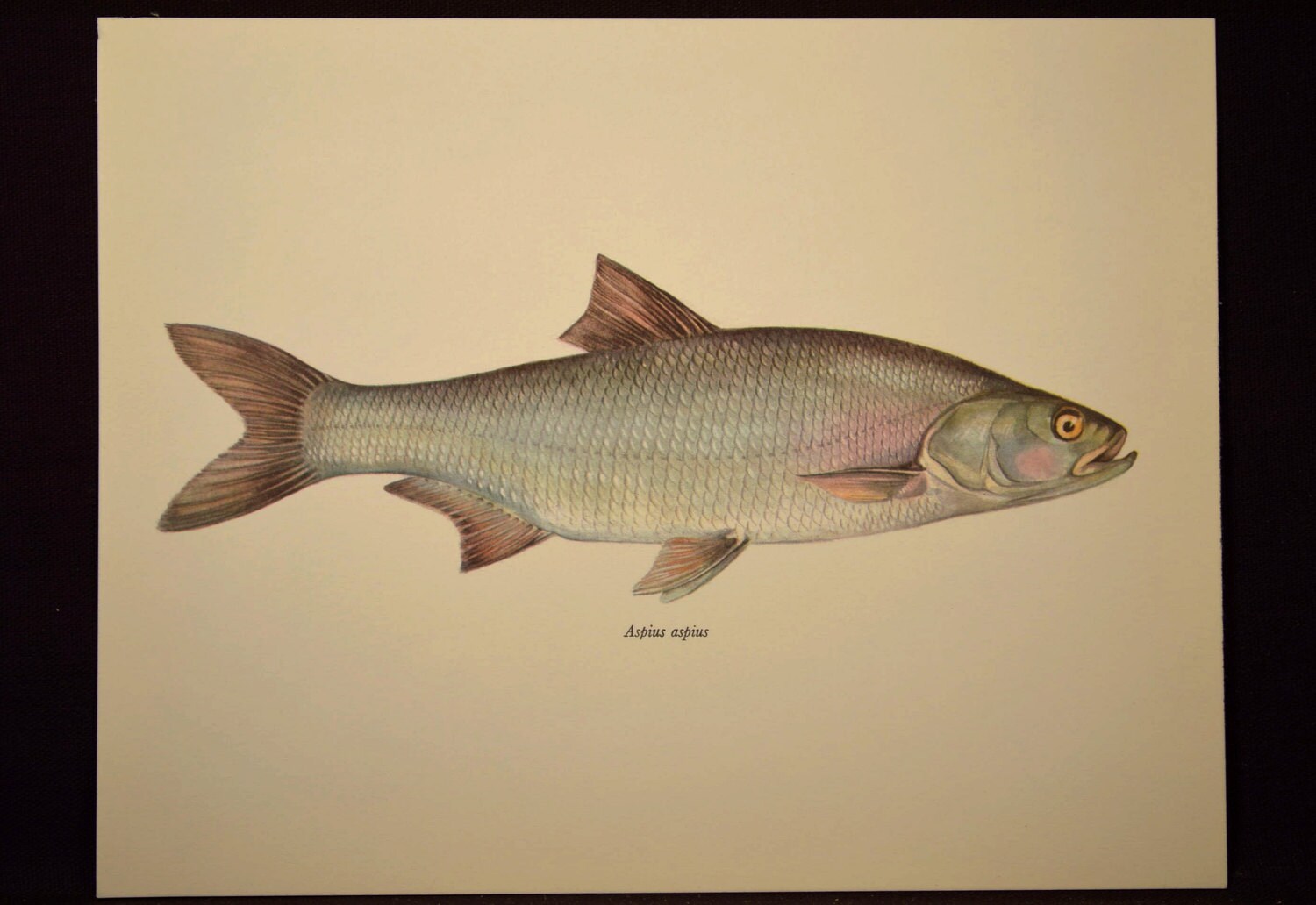 Cabin Wall Decor Fish Wall Art Fish Print Fishing Print