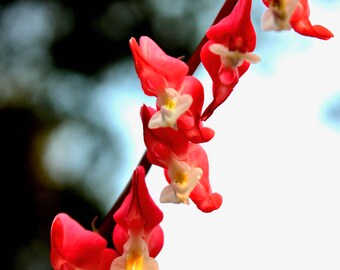 A Line of Bleeding Hearts