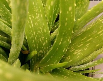 Fresh-Aloe Vera Medicinal Cactus Real Live Succulent - 6 " plus -Bare Root