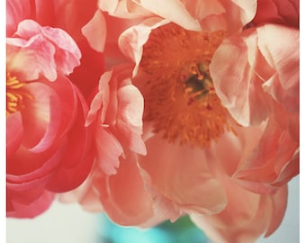 Nature Photograph - Peony Photograph - Flower Photograph - Spring Art - Paeonia 4 - Fine Art Photograph - Alicia Bock - Floral Print