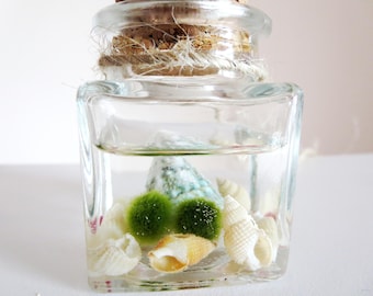 sale Marimo Moss Ball Aquarium-Miniature marimo moss ball Terrarium - Marimo Terrarium - Marimo Moss necklace -lucky Orb Marimo Moss Ball