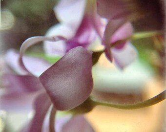 pink flower, nature, summer,blossom, wall art,Wall decor,garden