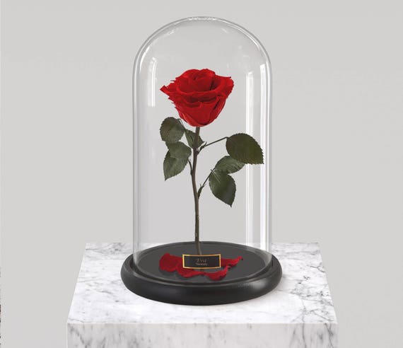 Rose In Glass | beauty and the beast rose enchanted rose rose in glass Rose In Glass | beauty and the beast rose enchanted rose rose in glass