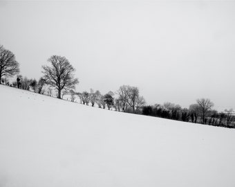 Filagree trees in the snow.