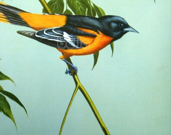 Vintage BIRDS Print - Baltimore Oriole - 1930s Book Illustration by Walter Alois Weber