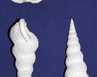 Epitonium vericosum Wentletrap Shell ~53/55mm.~Specimen Collector Seashell (Each)