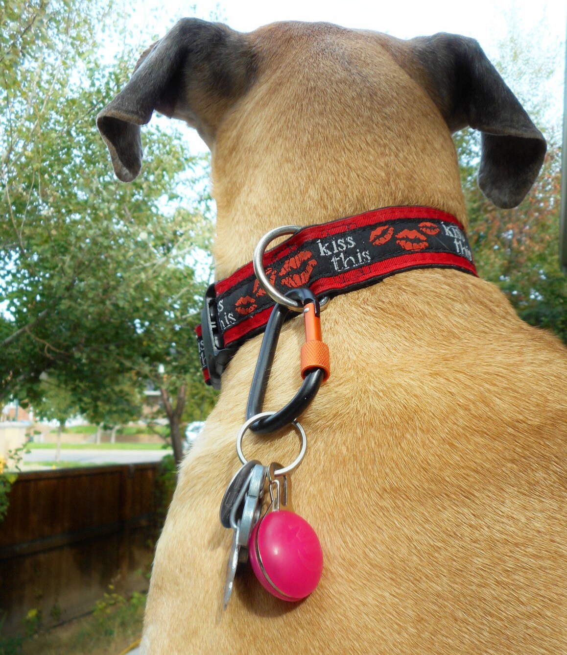 Big dog locking carabiner clip attach ID tags leash prong