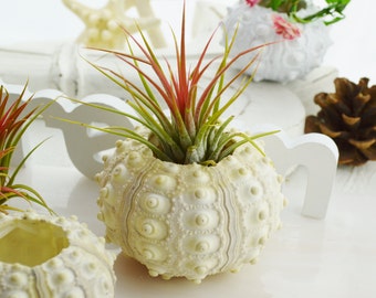 Sputnik Sea Urchins (1 piece) ~ Natural Sea Shell ~ Beach Decor ~ Color Varies Some Purple, Brownish, Gray or Creamy ~ Sea Shell ONLY